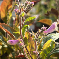 Penstemon smallii